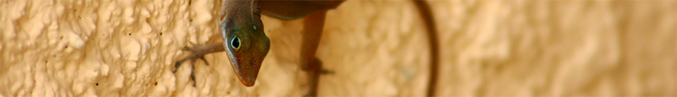 Holly Witteman random header image